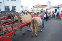 Cortejo (12)