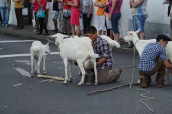 Cortejo (10)