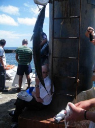 Pesca (19)