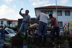 Cortejo (20)