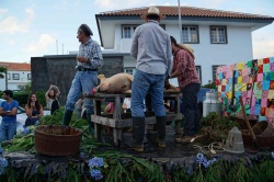 Cortejo (21)