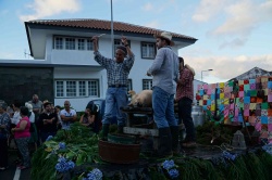 Cortejo (29)