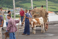 Cortejo (06)