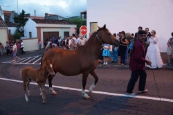 Cortejo (42)