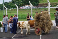 Cortejo (03)