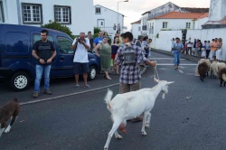 Cortejo (04)
