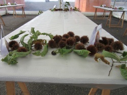 Dia de S&atilde;o Martinho (76)