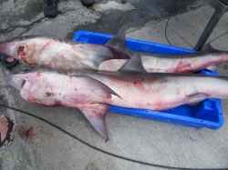 Concurso de Pesca (42)