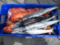 Concurso de Pesca (41)