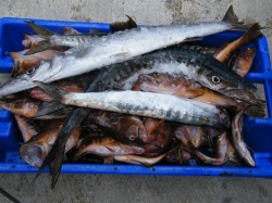 Concurso de Pesca (45)