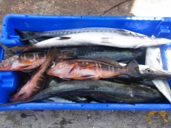Pesca (72)