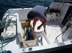 Pesca (74)
