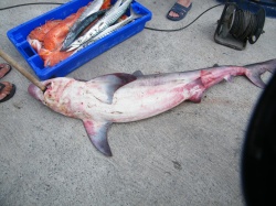 Concurso de Pesca (38)