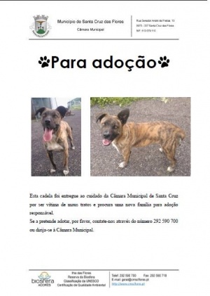 Cadela para adoção