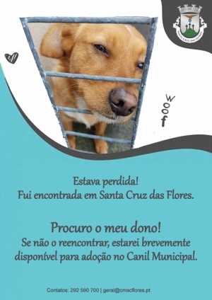 Procura-se o Dono!