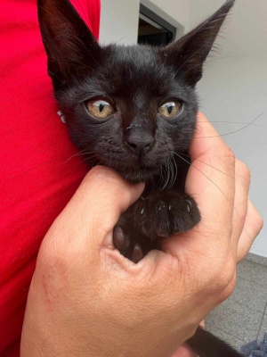 2&ordf; Edi&ccedil;&atilde;o da Campanha CED Ilha das Flores