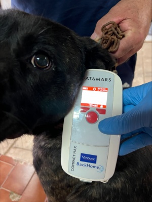 3&ordf; Edi&ccedil;&atilde;o da Campanha de Vacina&ccedil;&atilde;o e Identifica&ccedil;&atilde;o Eletr&oacute;nica de Can&iacute;deos