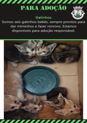 ADO&Ccedil;&Atilde;O RESPONS&Aacute;VEL