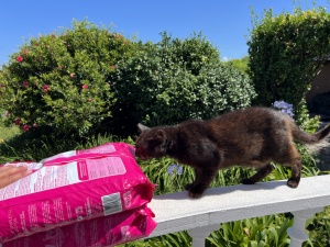 C&acirc;mara Municipal de Santa Cruz das Flores assinala o Dia Internacional do Gato