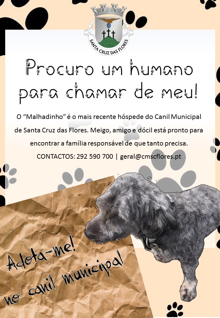 http://www.cmscflores.pt/fotos/upload/1598362683.jpg